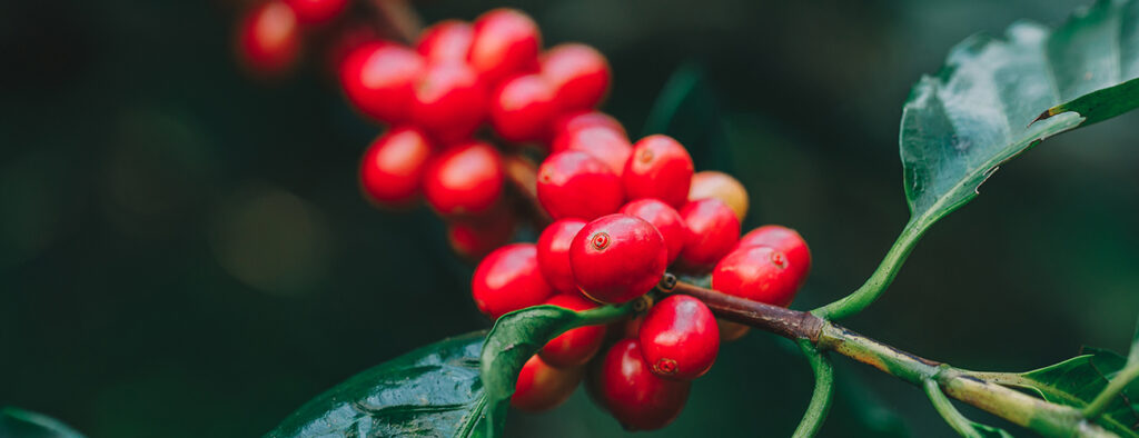 honey_1300x500_01