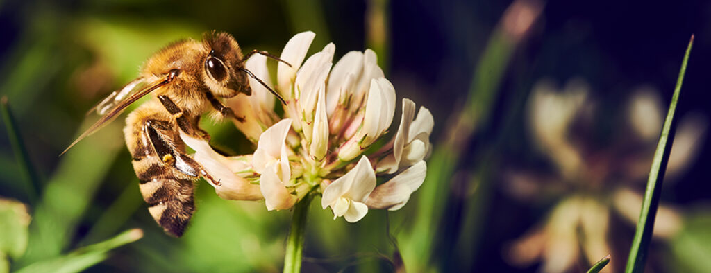 honey_1300x500_02