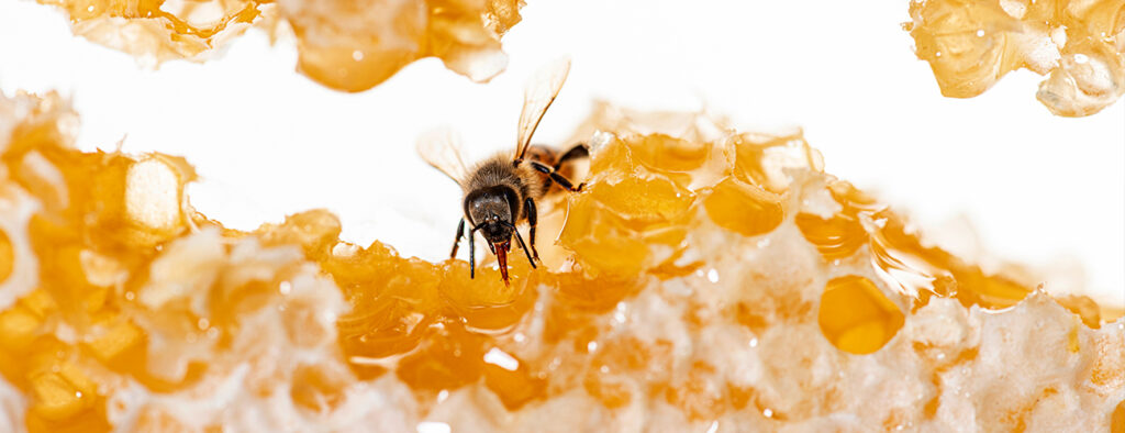 honey_1300x500_03